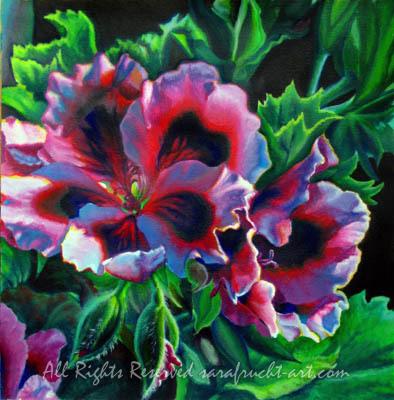 Petunia