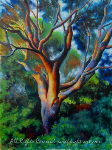 Sunset Tree