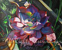 Cabbage Plant