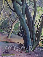 Forest Light