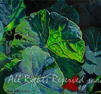 Nasturtium Leaves