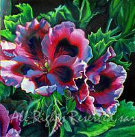 Petunia