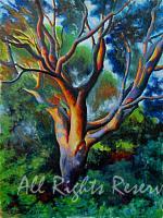 Sunset Tree