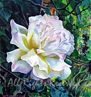 White Rose